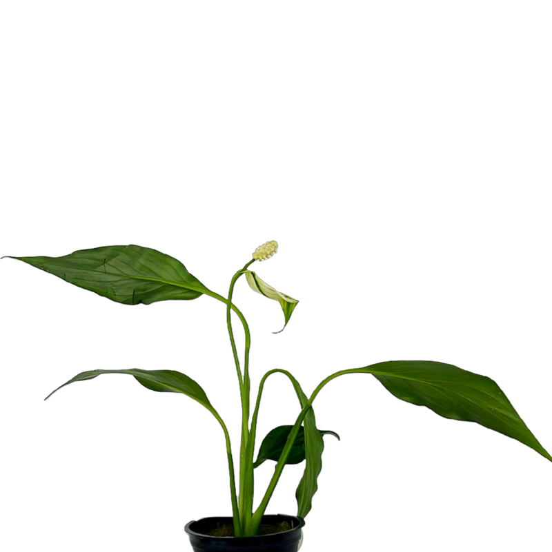 Peace Lily(Spathiphyllum sp. )