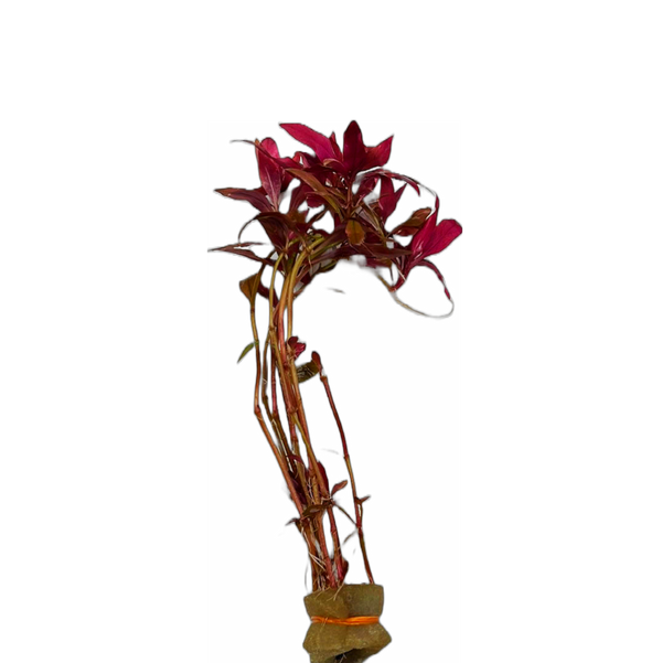 Scarlet Temple Plant (Alternanthera reineckii)