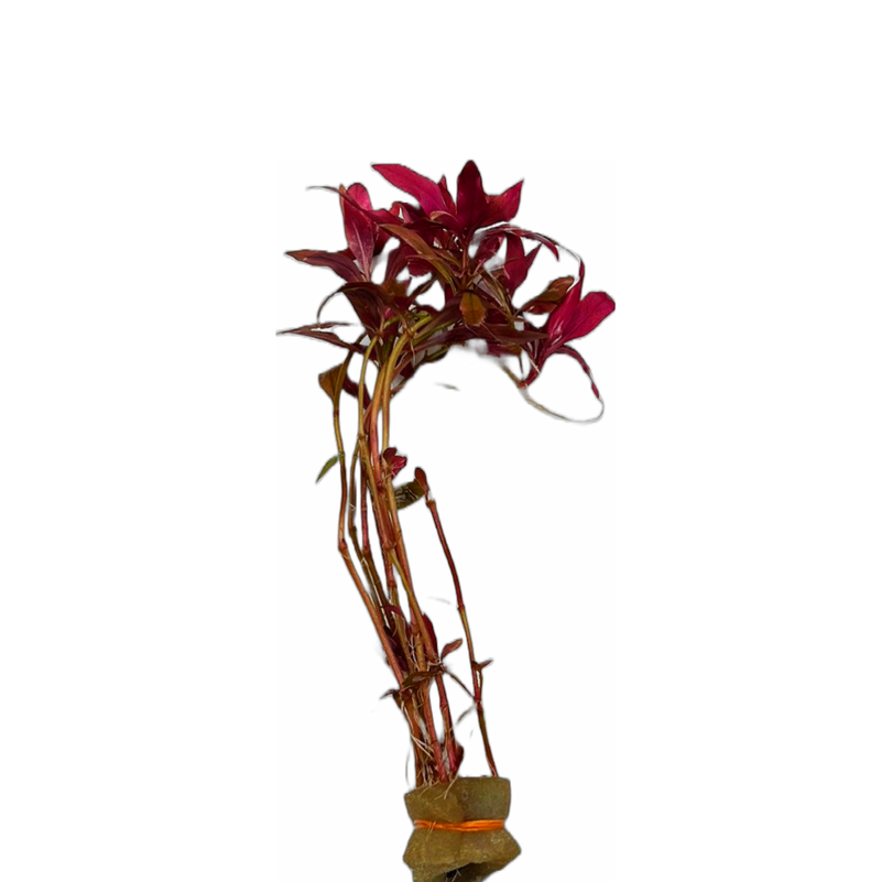 Scarlet Temple Plant (Alternanthera reineckii)