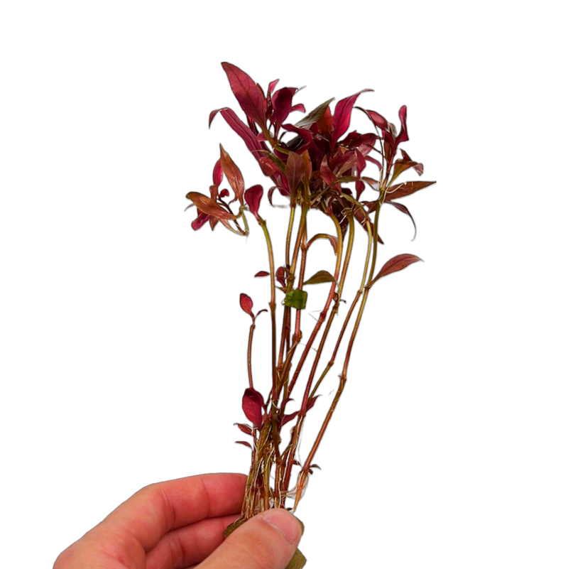 Scarlet Temple Plant (Alternanthera reineckii)