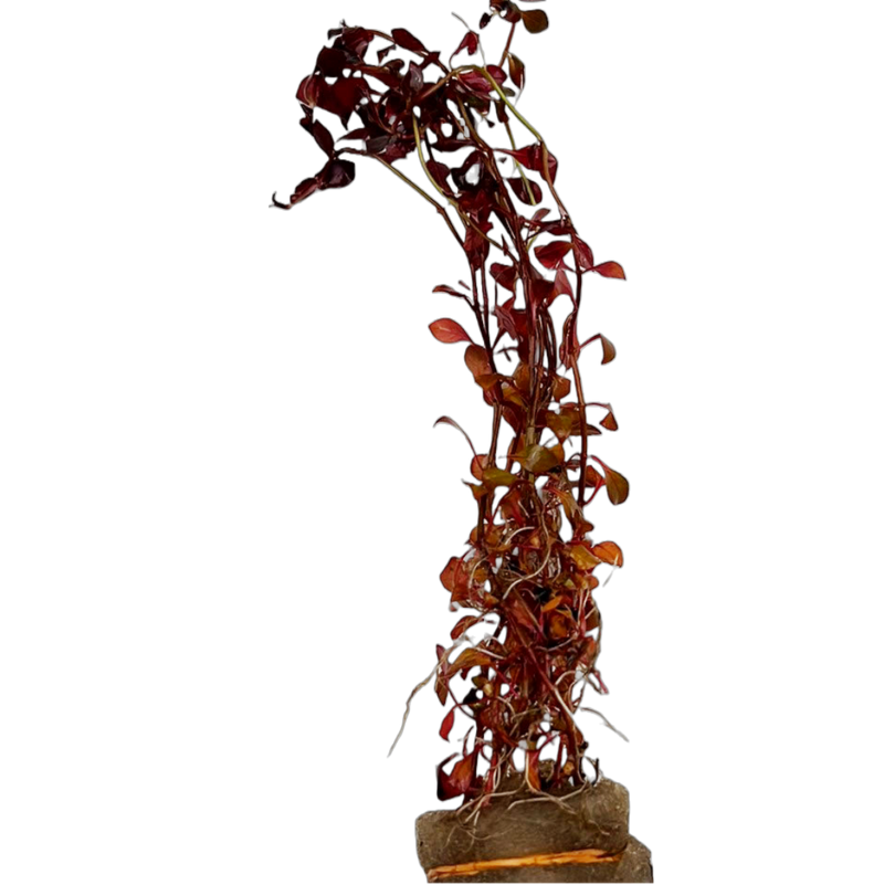 Super Red Ludwigia (Ludwigia palustris "Triple Red")