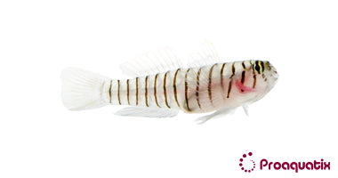 ProA - Tiger Goby (Elacatinus macrodon)