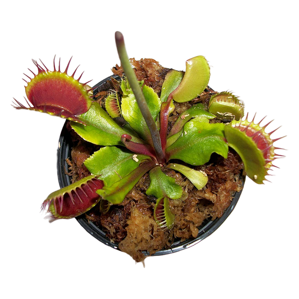 Venus Fly Trap (Dionaea muscipula)