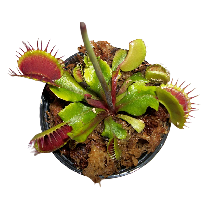 Venus Fly Trap (Dionaea muscipula)
