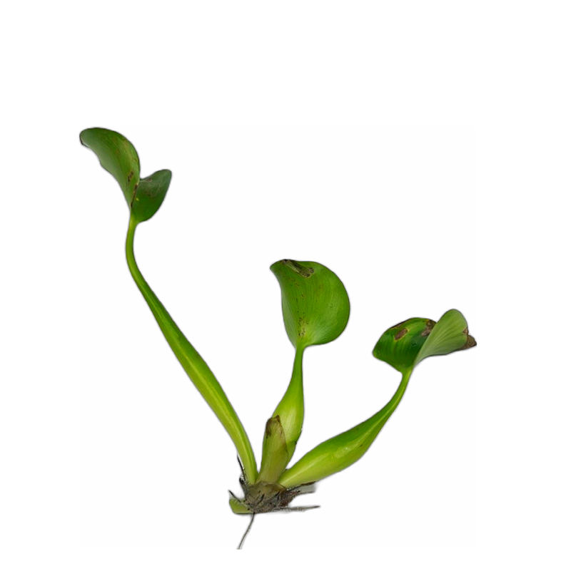 Water Hyacinth