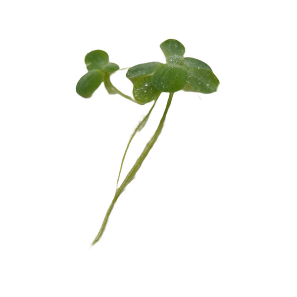 Water Lettuce (Pistia stratiotes)