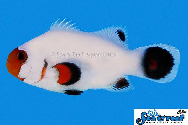 Sea & Reef - Wyoming White Clownfish (Amphiprion ocellaris)