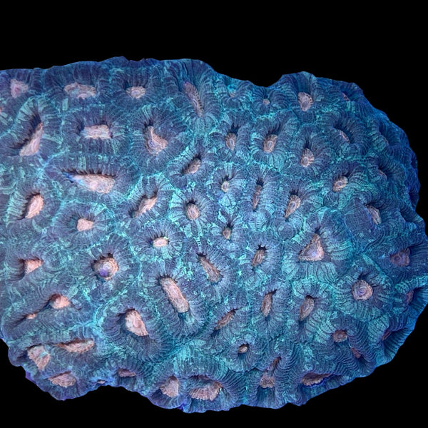 Yellow Gold Eye Favia Colony