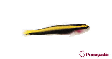 Yellow Line Cleaner