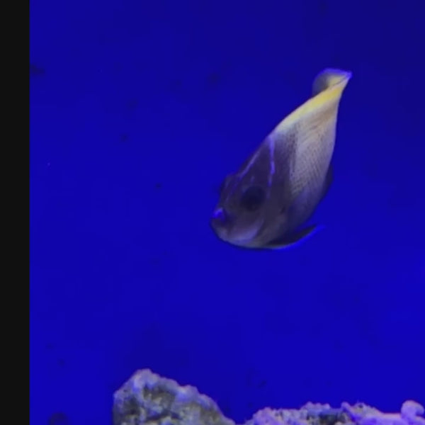 Majestic Angelfish (POMACANTHUS NAVARCHUS)
