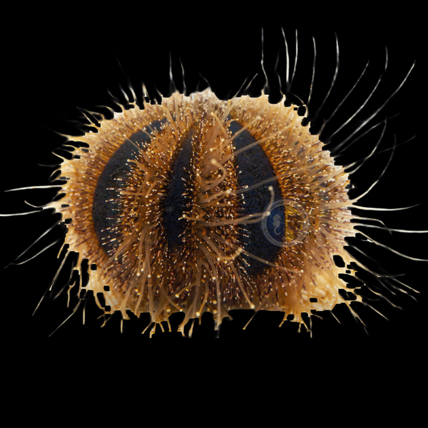 Blue Tuxedo Urchin (Mespilia globulus)