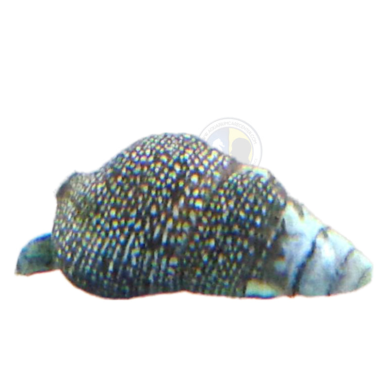 Cerith Snail