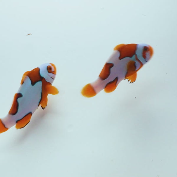 Bali Aquaculture WYSIWYG-Picasso Clown Pair WYSIWYG -A1 Grade Clown (Amphiprion percula)