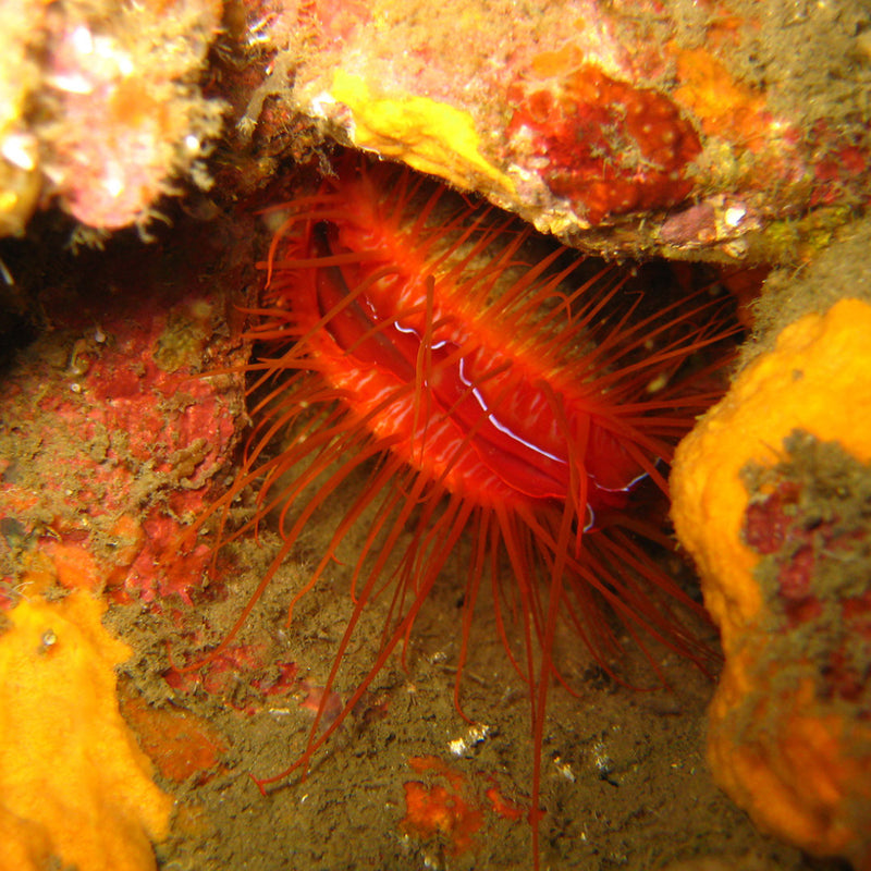Electric Flame Scallop