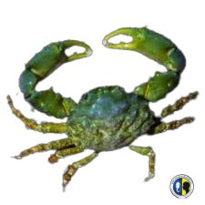 Green Emerald Crab