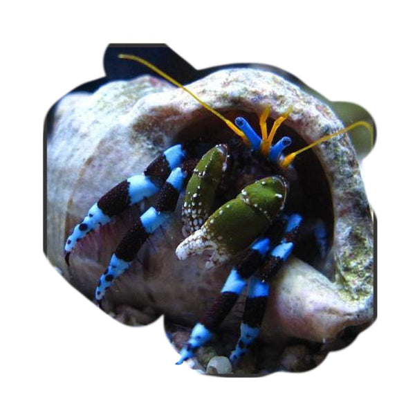 Electric Blue Leg Hermit Crab