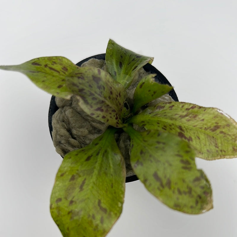 Ozelot Red Sword Plant (Echinodorus “Ozelot Red”)