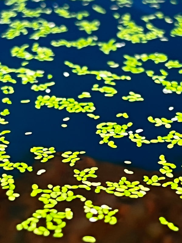 Duckweed (Lemnoideae)