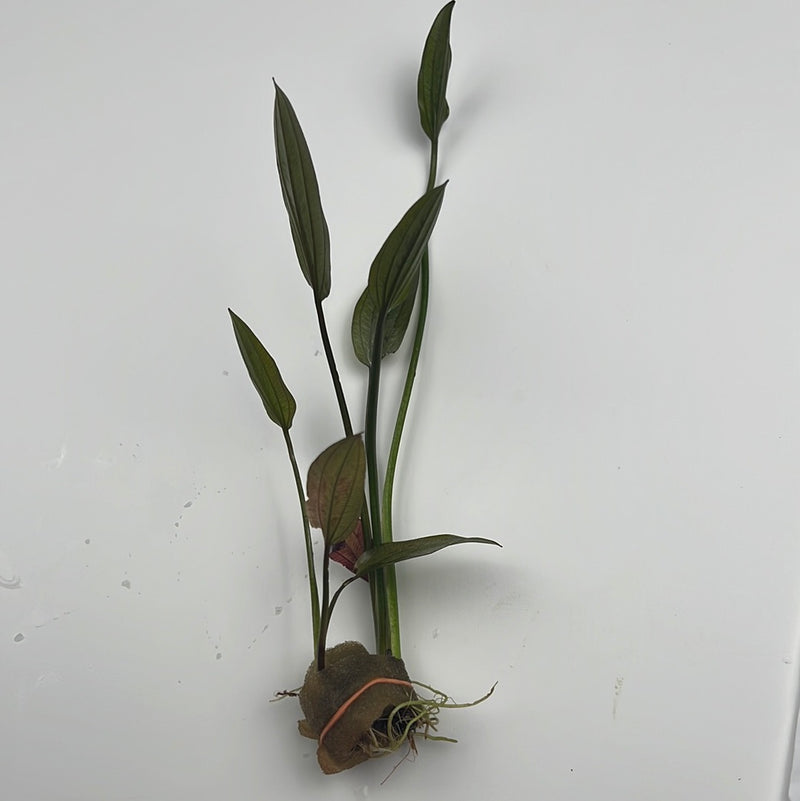 Deep Purple Sword (Echinodorus sp. Deep Purple)