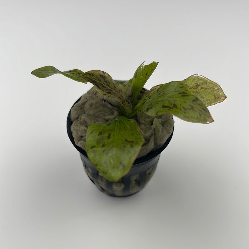 Ozelot Red Sword Plant (Echinodorus “Ozelot Red”)