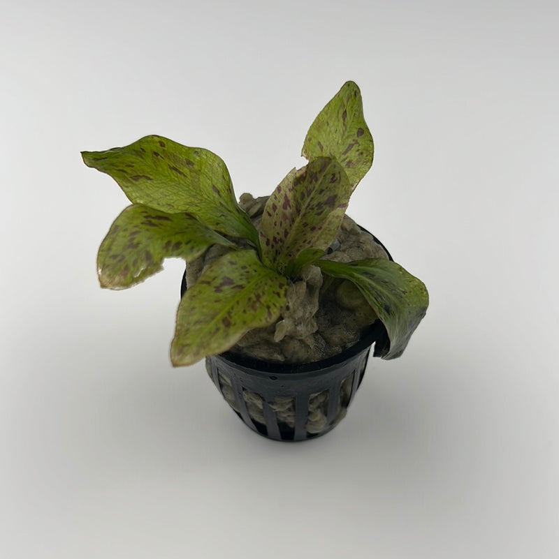 Ozelot Red Sword Plant (Echinodorus “Ozelot Red”)