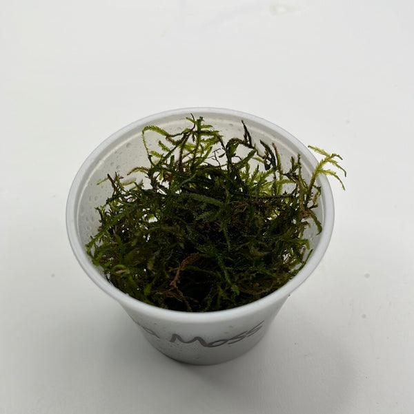 Java Moss (Taxiphyllum barbieri)