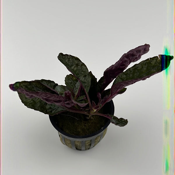 Purple Waffle (Hemigraphis exotica "Purple Waffle")