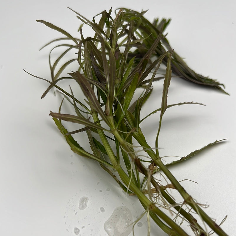 Octopus Plant (Eusteralis stellata)