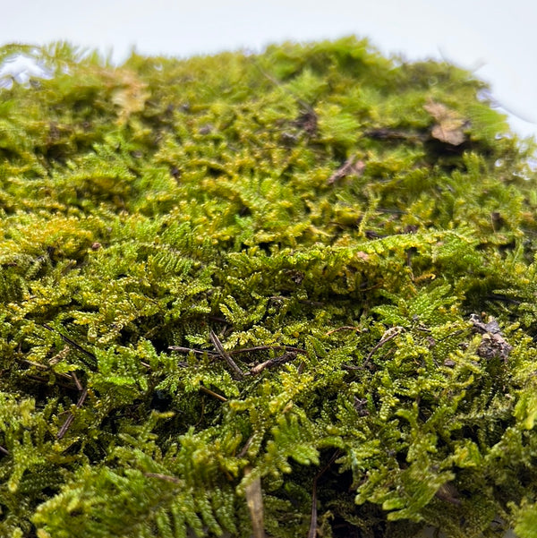 Sheet Moss