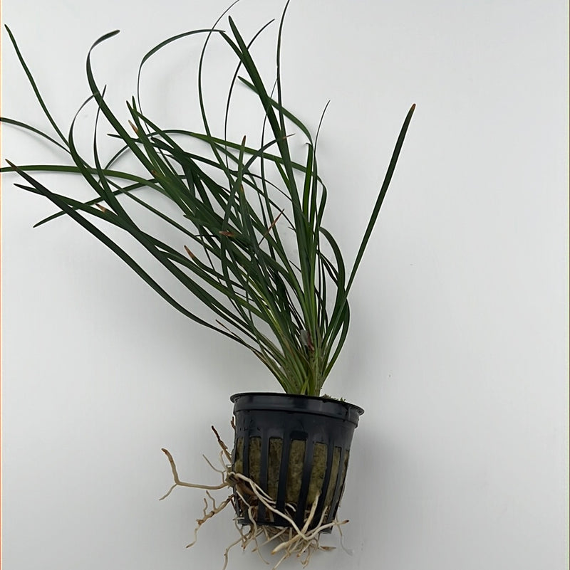 Mondo Grass (Ophiopogon Japonica)