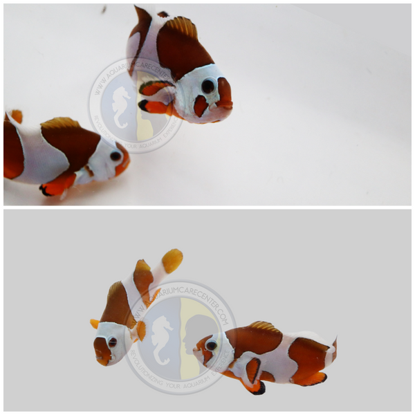 Bali Aquaculture-Orange Storm Clown (Amphiprion Ocellaris)