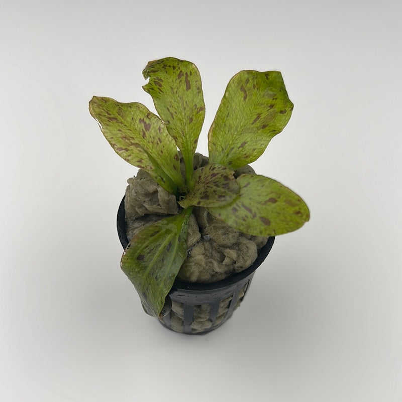 Ozelot Red Sword Plant (Echinodorus “Ozelot Red”)