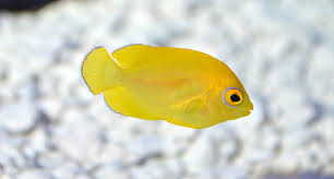 Lemon Peel Angelfish (Captive Bred Bali)