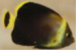 Maze Angelfish  (Captive Bred Bali)
