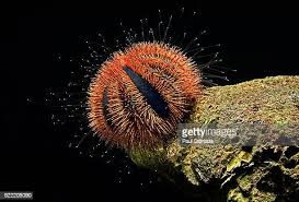 Red Tuxedo Urchin