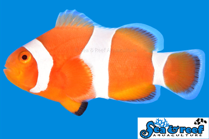 Tangerine Albino Ocellaris Clownfish (Amphiprion ocellaris)