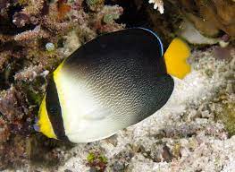 Singapore Angelfish (Chaetodontoplus mesoleucus)