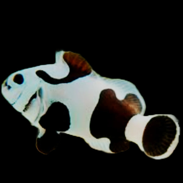 Bali Aquaculture-Black Storm Clown (Amphiprion Ocellaris Var)